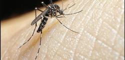 Salou will diagnose the presence of the tiger mosquito 