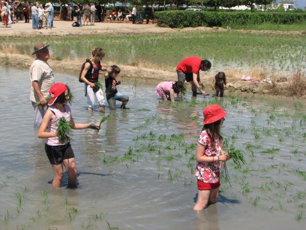 Some 3.000 attended the traditional plants XX Rice held in Amposta